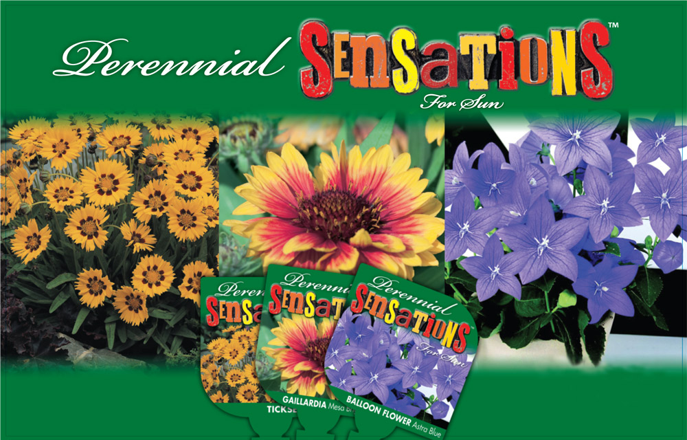 PerenialSensation
