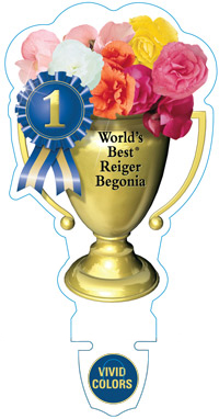 begonia