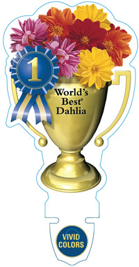 dahlia
