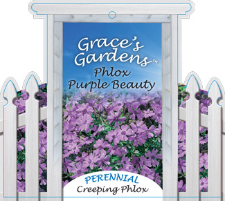 grace3