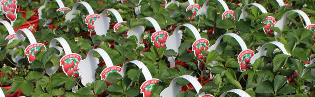 baskets