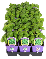 HerbFlat